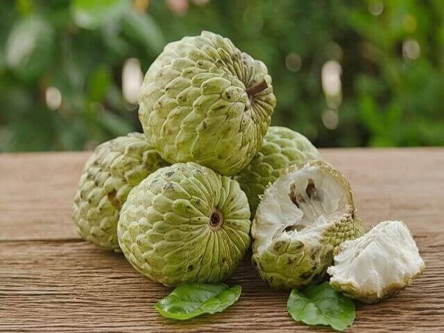 10+ Custard Apple Seeds/ Custard Seeds/ Hạt Mãng Cầu/ Trái Na