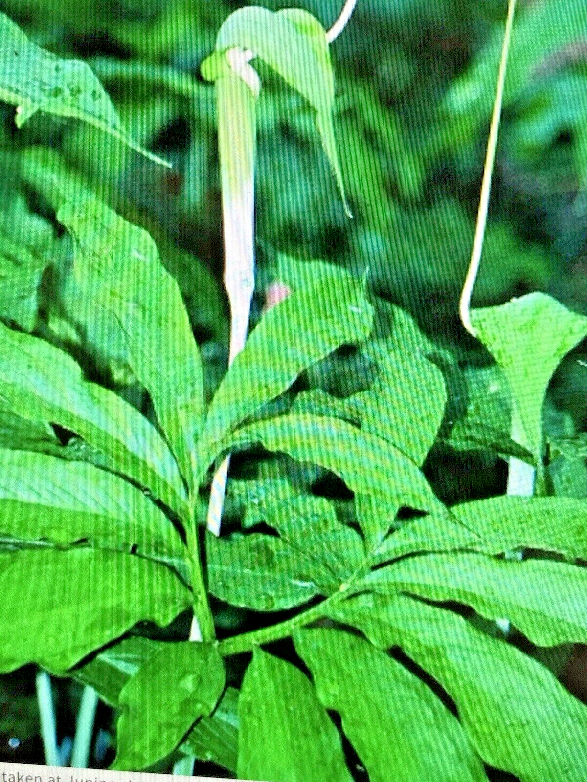 25 ARISAEMA HETEROPHYLLUM Seeds -Dancing Crane Cobra Lily