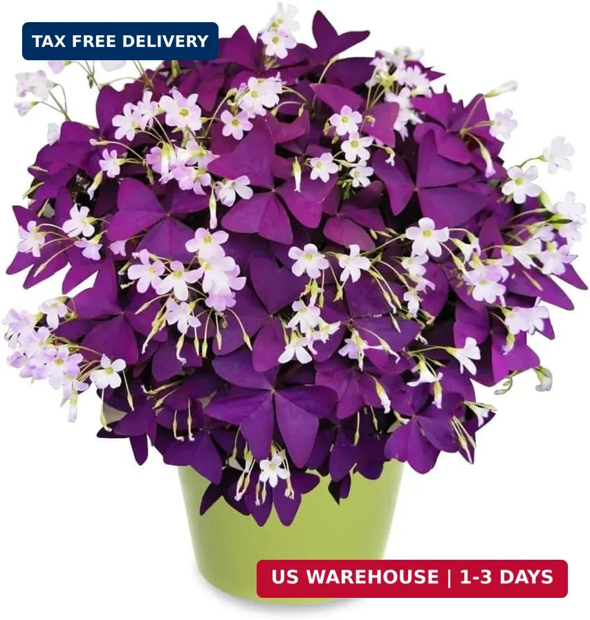 Purple Shamrock Bulbs 12 Pcs Good Luck Purple Oxalis Bulbs for Planting Indoor a