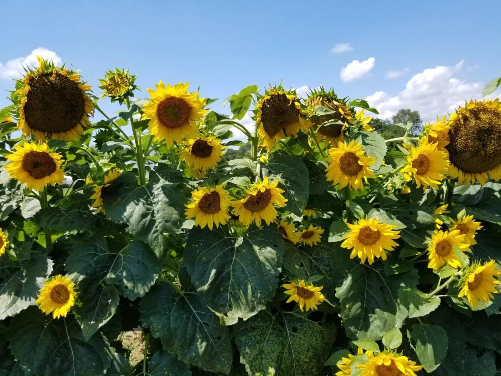50+ Sunflower Seeds- Black Oil – Heirloom – Non-Gmo — FRESH