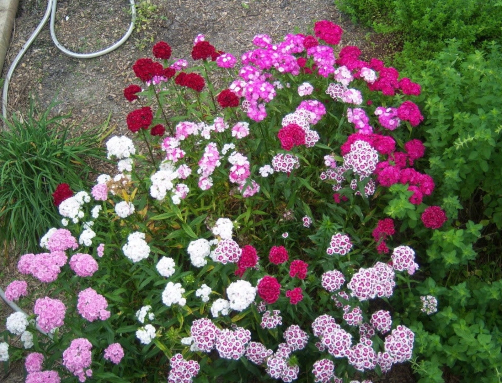 TALL Sweet William 100+ Seeds, Double-Bloom/Mixed Color Variety, Dianthus, 2026