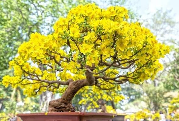 Yellow Bells Tecoma Stans – (1,000 Seeds + Detailed Growing Guide)