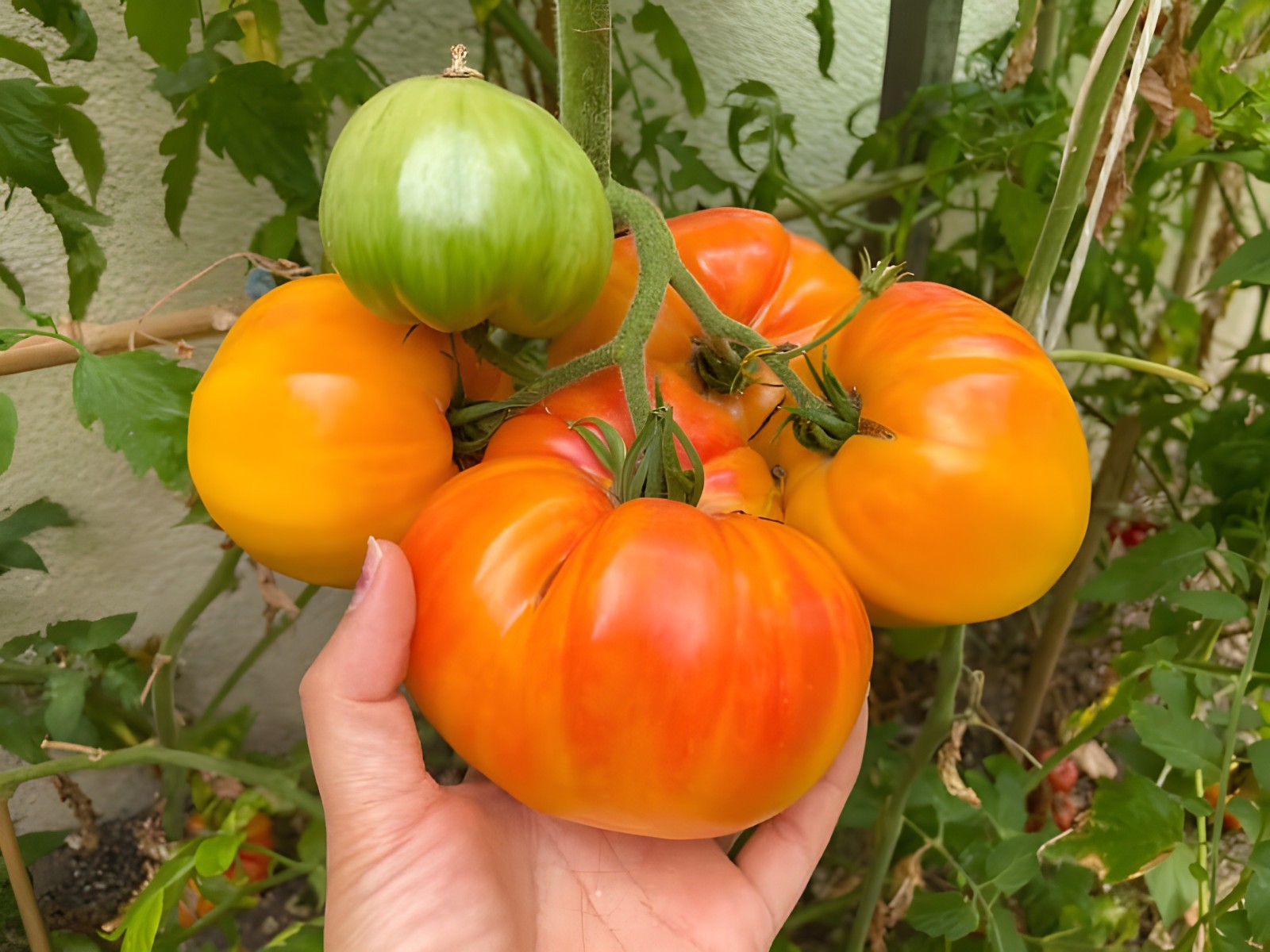 100 Heirloom Big Rainbow Tomato Seeds GIANT 2lb Bi-Colored Sweet Indeterminate