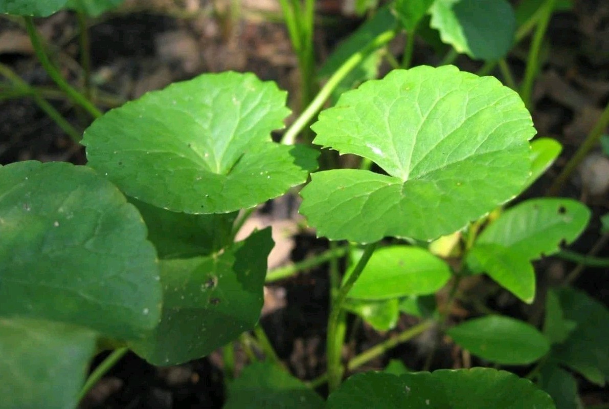 Gotu Kola SEEDS (Centella asiatica)