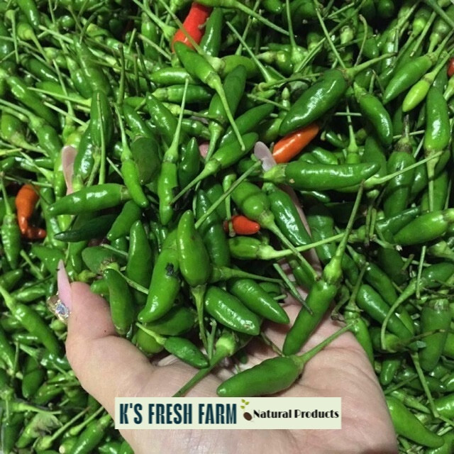 Bird’s Eye /Green Bird’s Eye Pepper Seeds – Hạt Giống Ớt Xiêm Rừng/ Ớt Xiêm Xanh