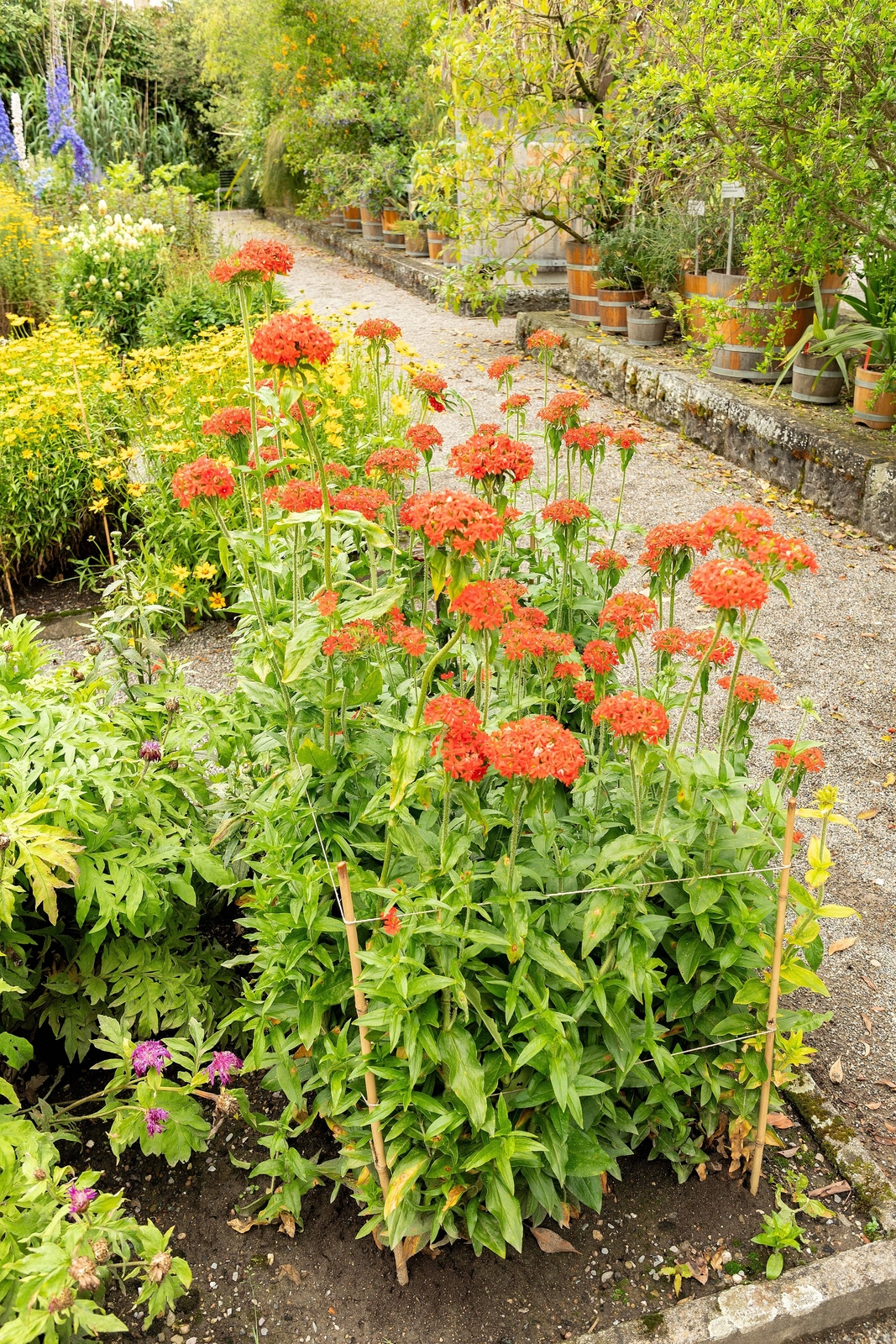300 MALTESE CROSS (Jerusalem Cross / Campion) Lychnis Chalcedonica Flower Seeds