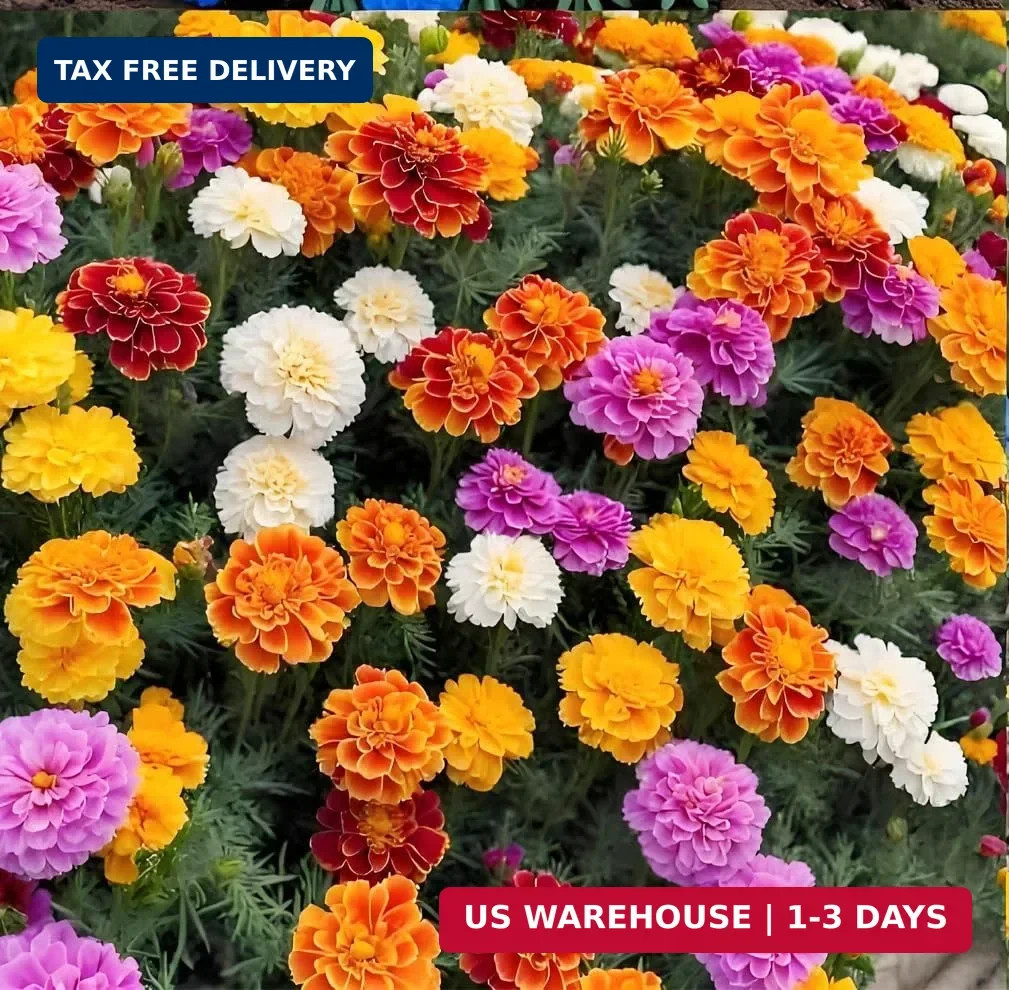 900+ Annual French Marigold Garden Flower Mix Flower Seeds for Planting Garden D