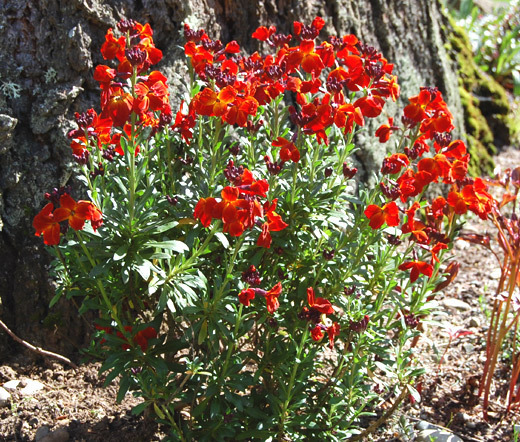 WALLFLOWER ENGLISH Cheiranthus Cheiri – 2,500 Bulk Seeds