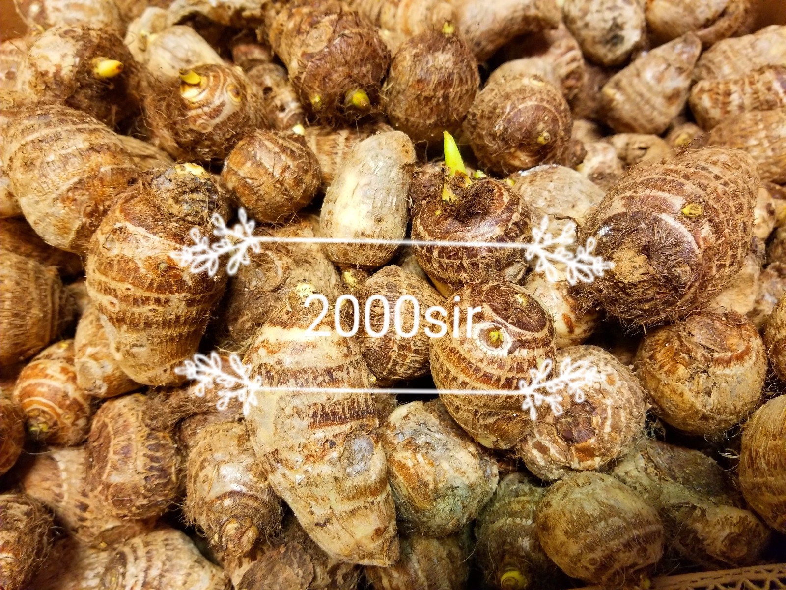 READY 2 GROW 20 LIVE Bulbs Colocasia Esculenta Elephant Ear Taro Gabi Kalo Eddo