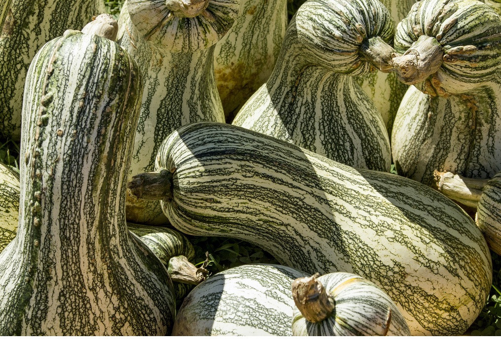 Cushaw Green Striped Pumpkin 10 – 575 Seeds Tennessee Sweet Potato Squash Gourd