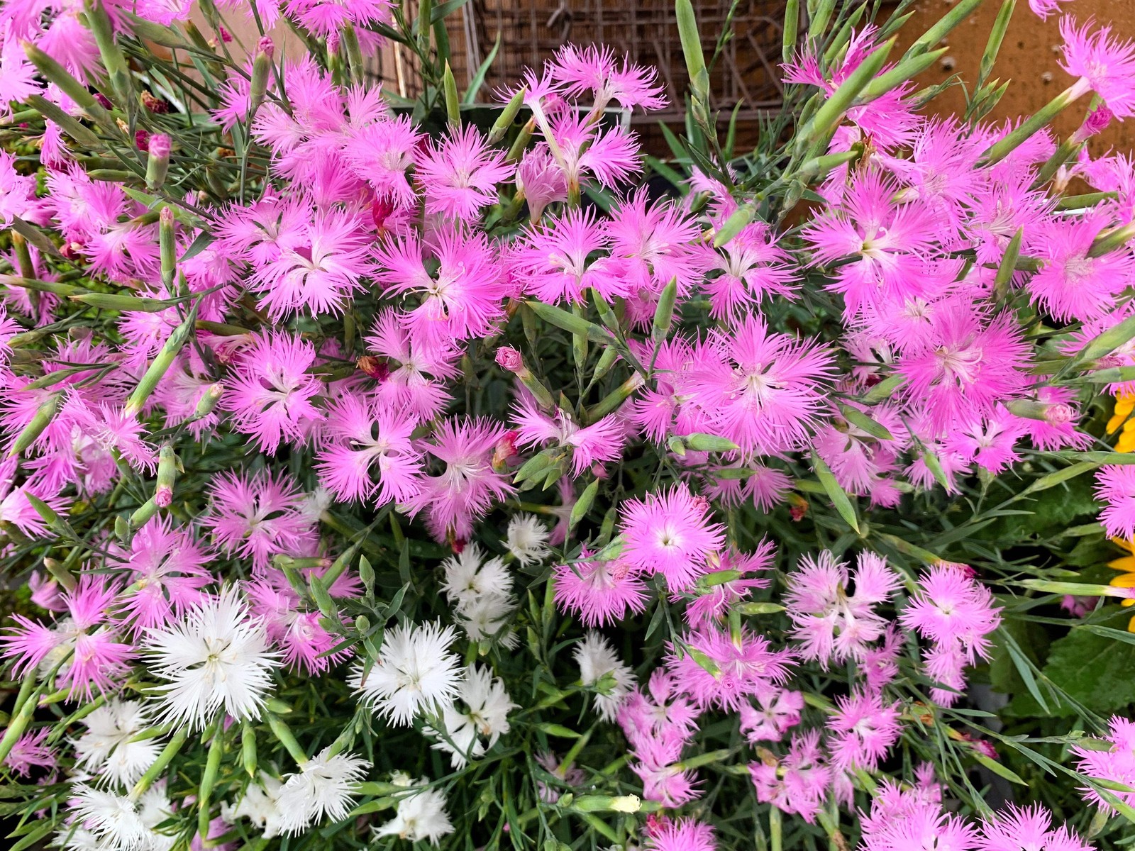 1000 FRINGED PINKS DIANTHUS Superbus Flower Seeds