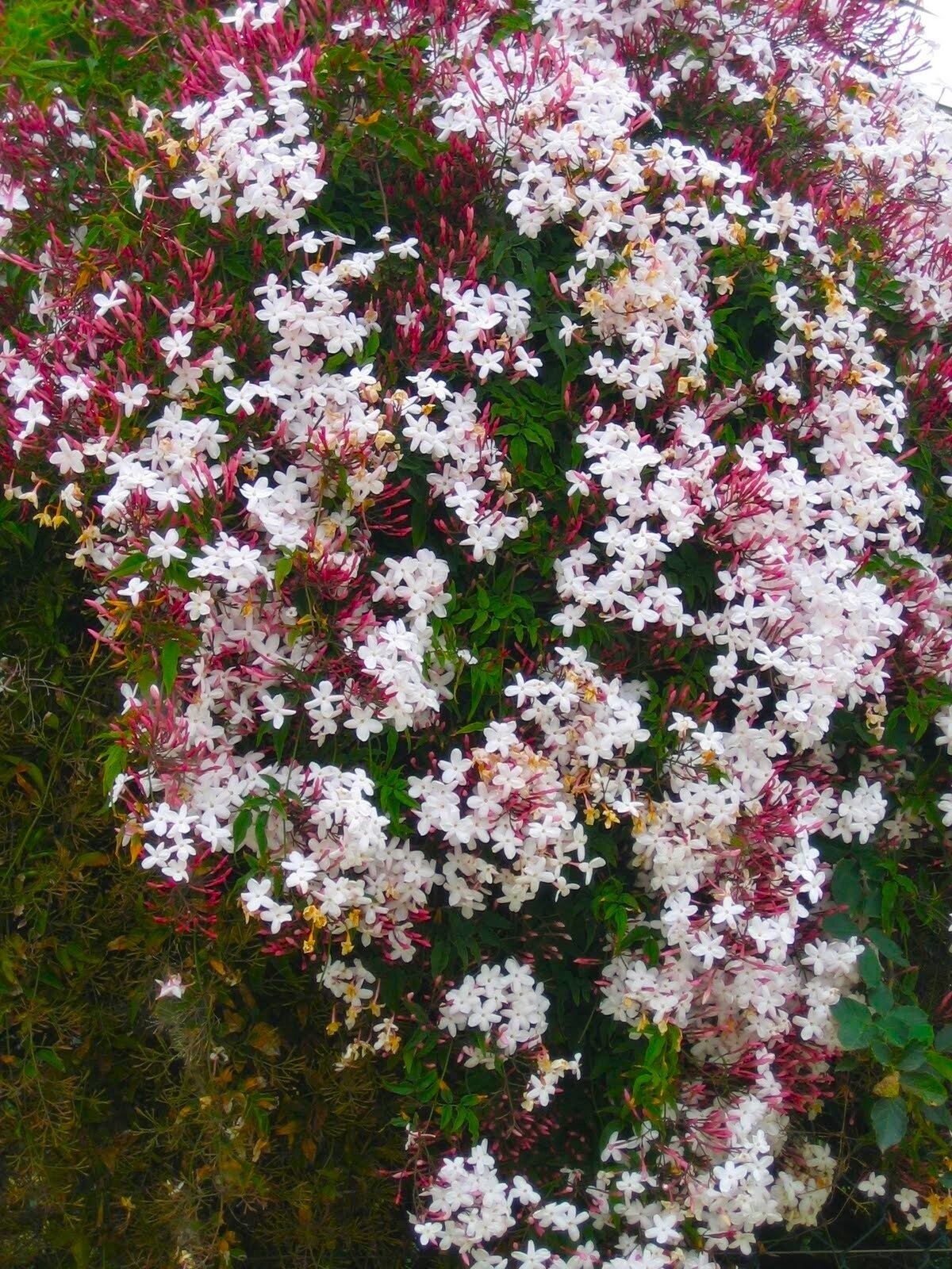PINK JASMINE~Jasminum Polyanthum~~Rooted STARTER Plant~Extremely Fragrant