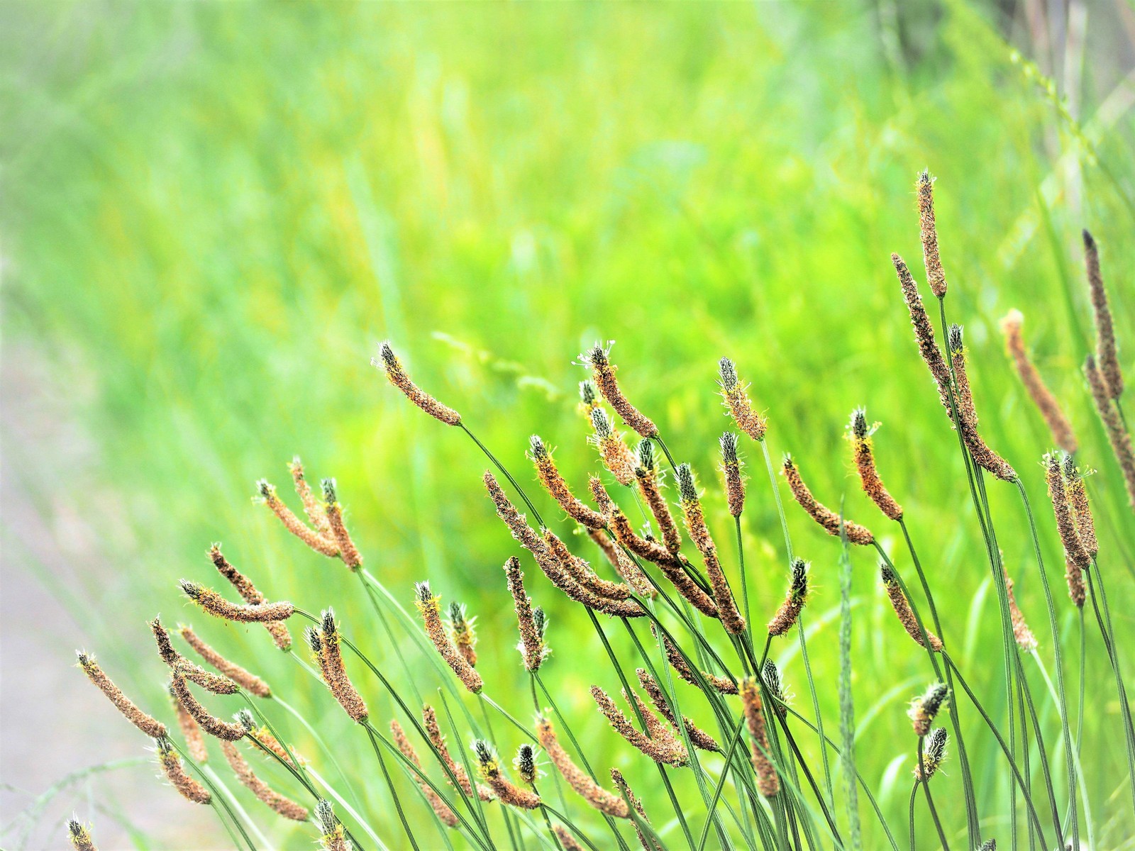 1000 CHINESE PLANTAIN Plantago Asiatica Herb Flower Seeds