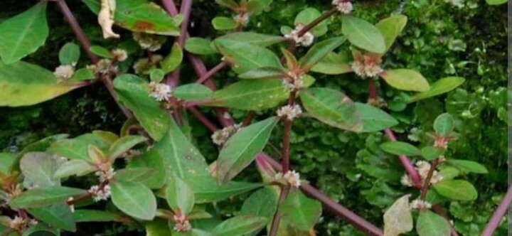 200+Sessile Joyweed/Ponnanganni/Mukunuwenna/Dwarf Copperleaf/Alternanthera Seeds
