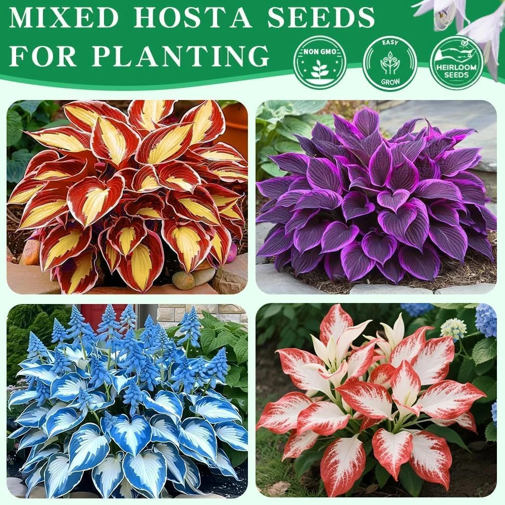 Hosta Seeds 110+ Mixed, Shade-Resistant Perennial Plants, Unique Leaf Color Comb
