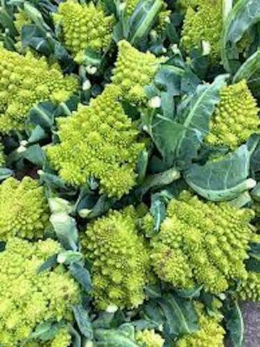 300++ ROMANESCO BROCCOLI SEEDS FRESH GARDEN – Organic NON – GMO, 2023 FLORIDA