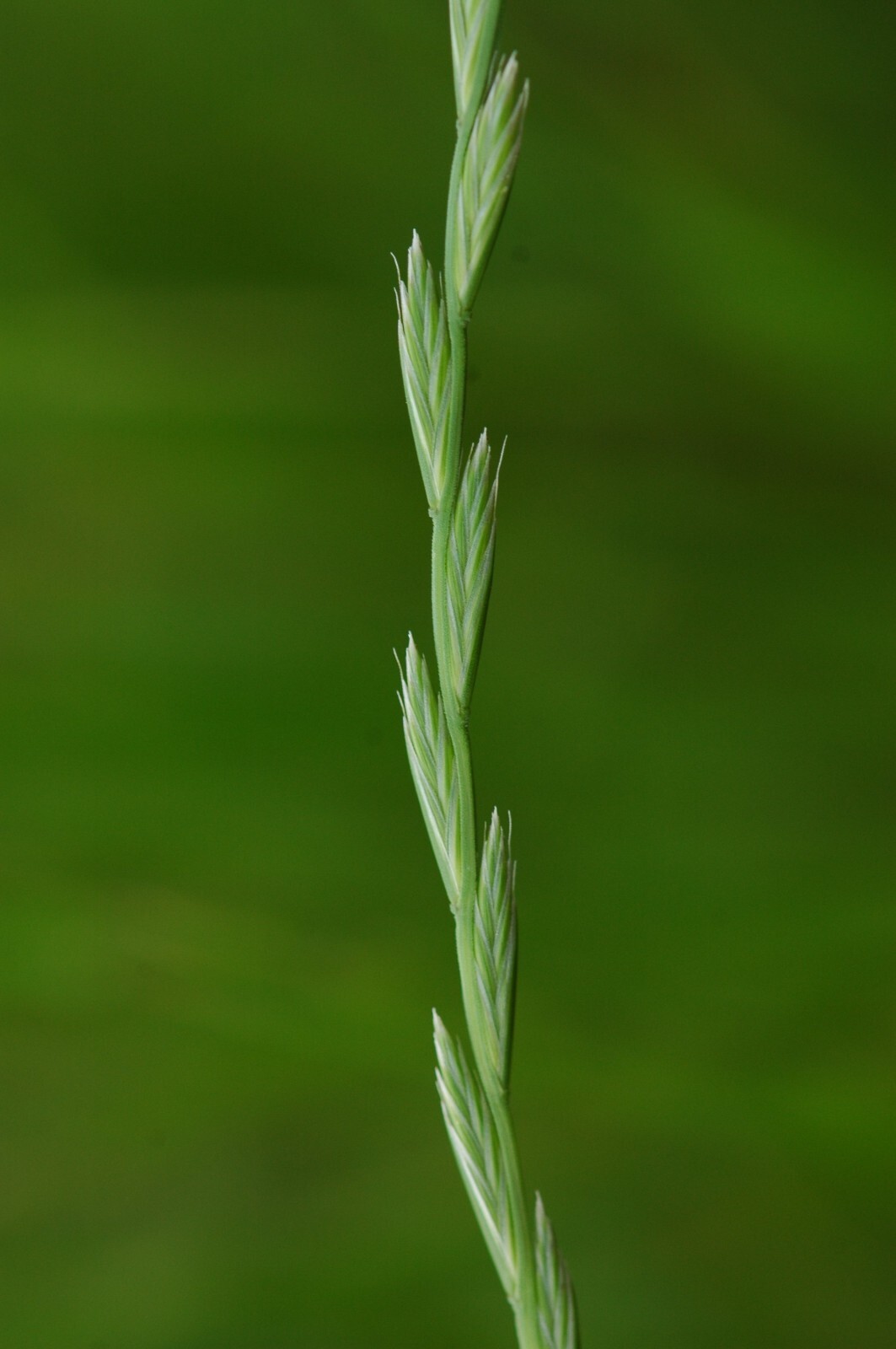 Annual Rye Grass 5.5 lbs Grass Seed Fast Growing Winter Fall Rye Grass FAST SHIP