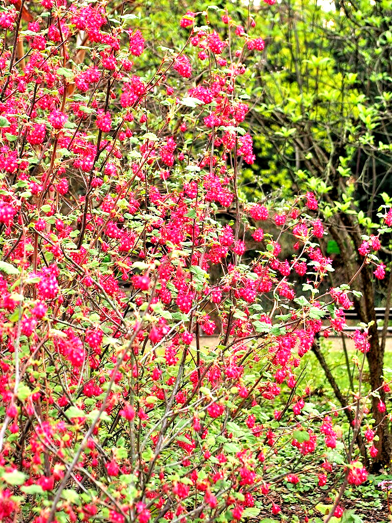 red flowering currant 500 seeds, tasty edible berries ribes sanguineum