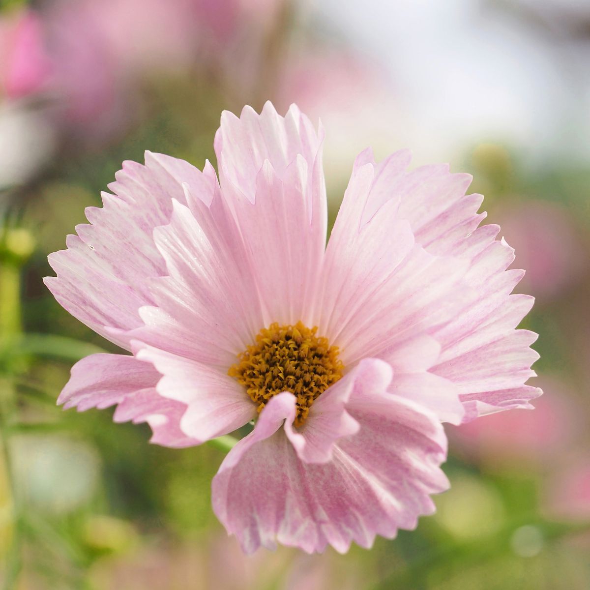 Cosmos Cupcake Blush Seeds – 25 Seeds Per Packet, Non-GMO