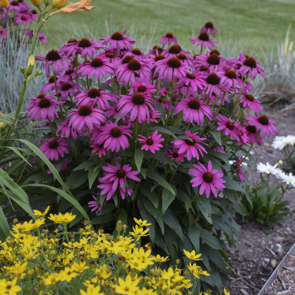 50 Bright Purple Coneflower Seeds Echinacea Flower Perennial Seed 40 US SELLER