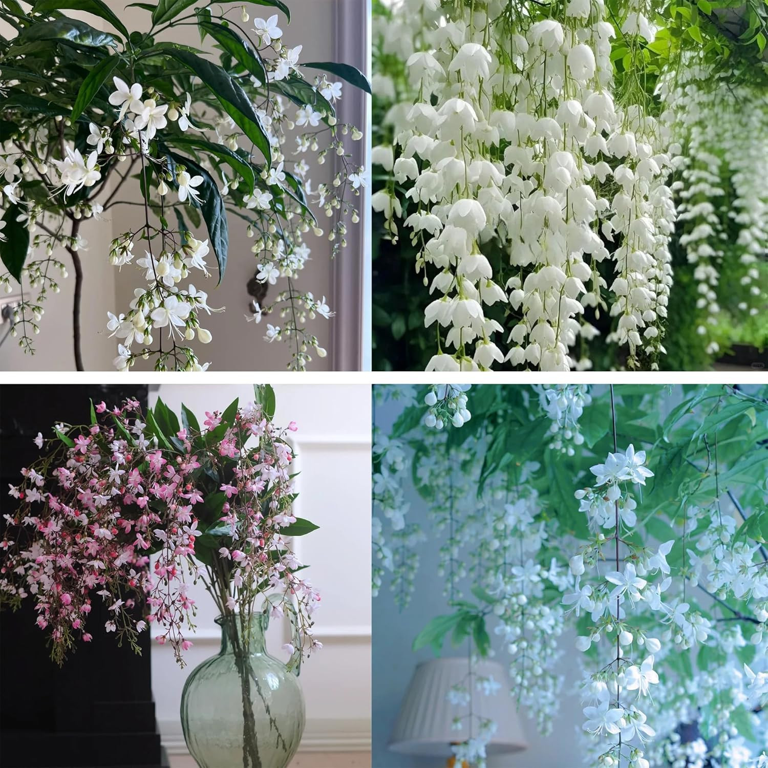 Climbing Jasmine Flower Seeds for Planting, 100 Jasminum Sambac Seeds, Perennial