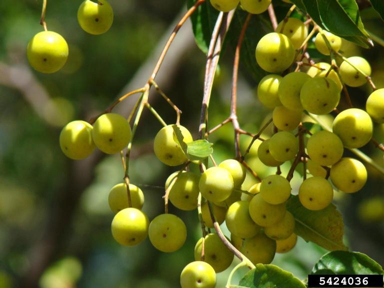 Chinaberry, Melia azedarach, Tree Seeds