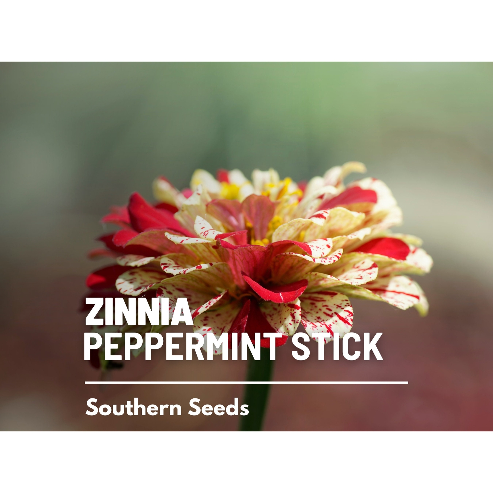 Zinnia, Peppermint Stick – 100 Seeds – Candy-Striped (Zinnia Elegans)