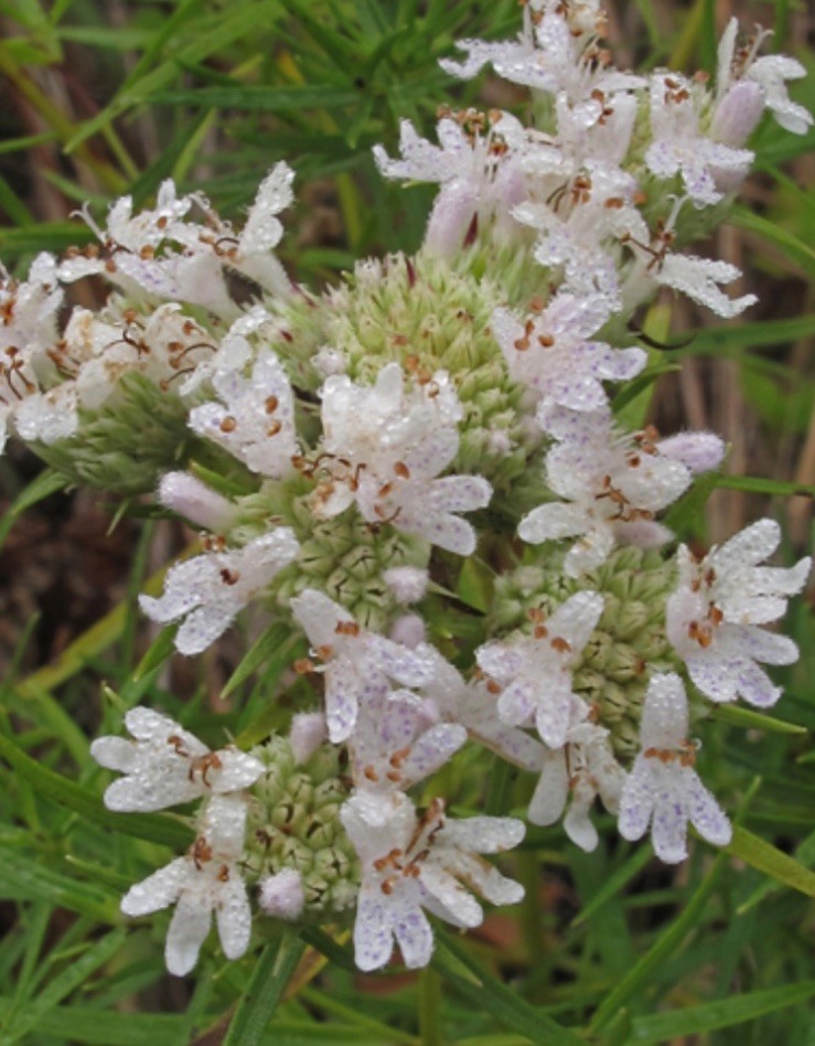 fReE!Bogo! Mountain Mint Seed 100+SlenderLeafed Native Organic Butterflies Bees