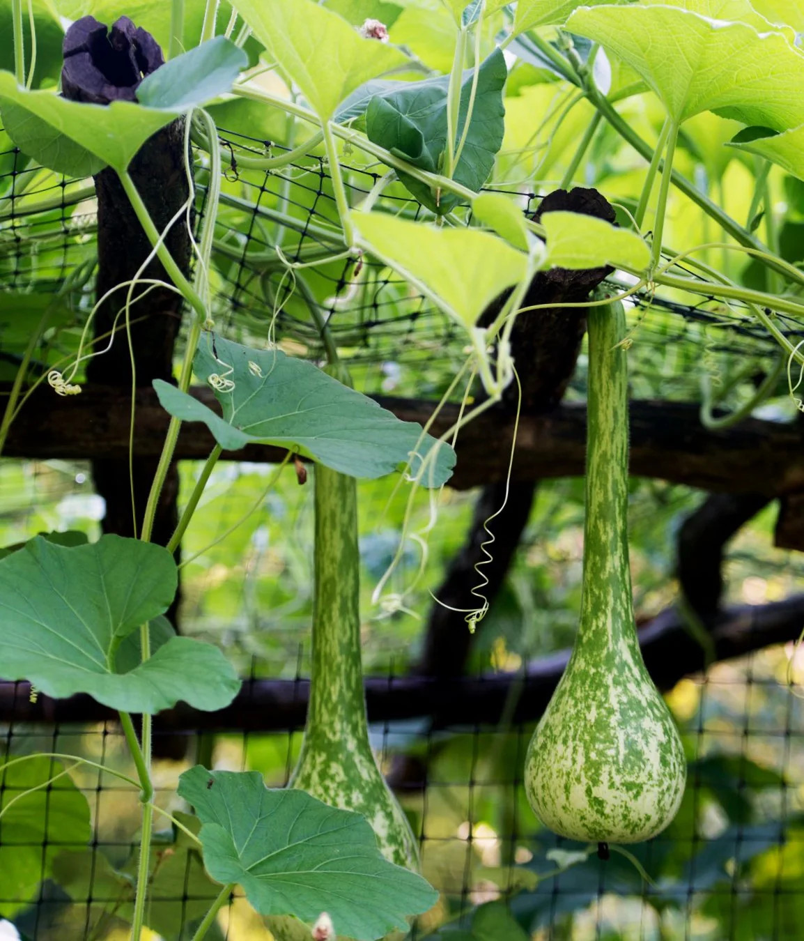 Long-Handled Dipper Gourd Seeds – For 2025 Planting Lagenaria Bottle Ornamental