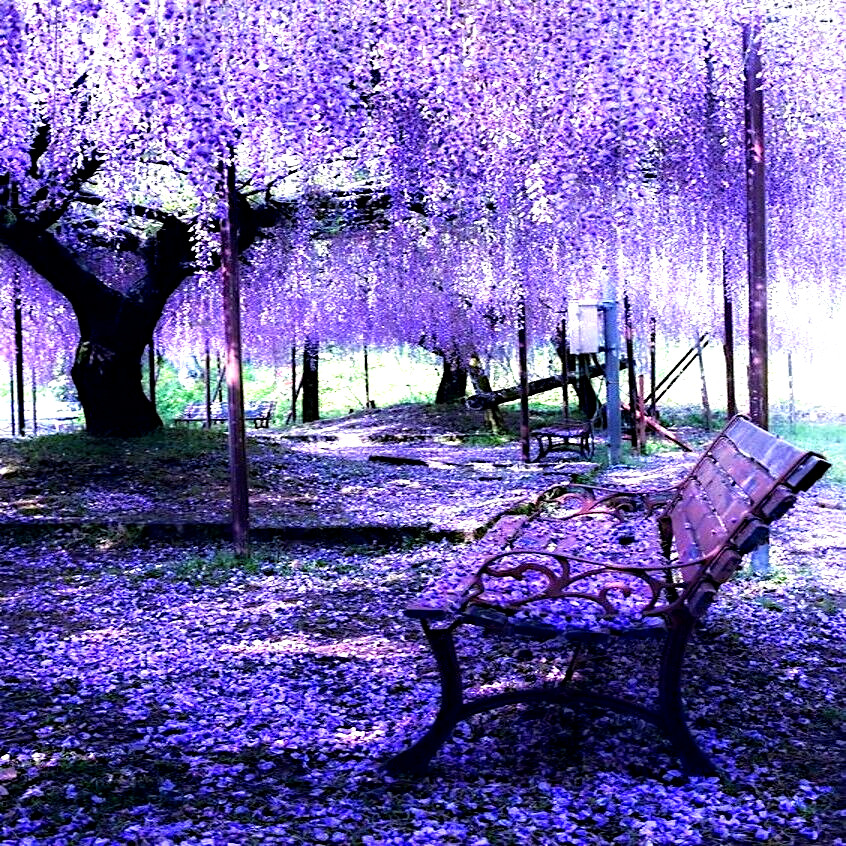 5 Chinese Blue Wisteria sinensis Tree Seeds Fast Climber Flower Vine Hardy Plant