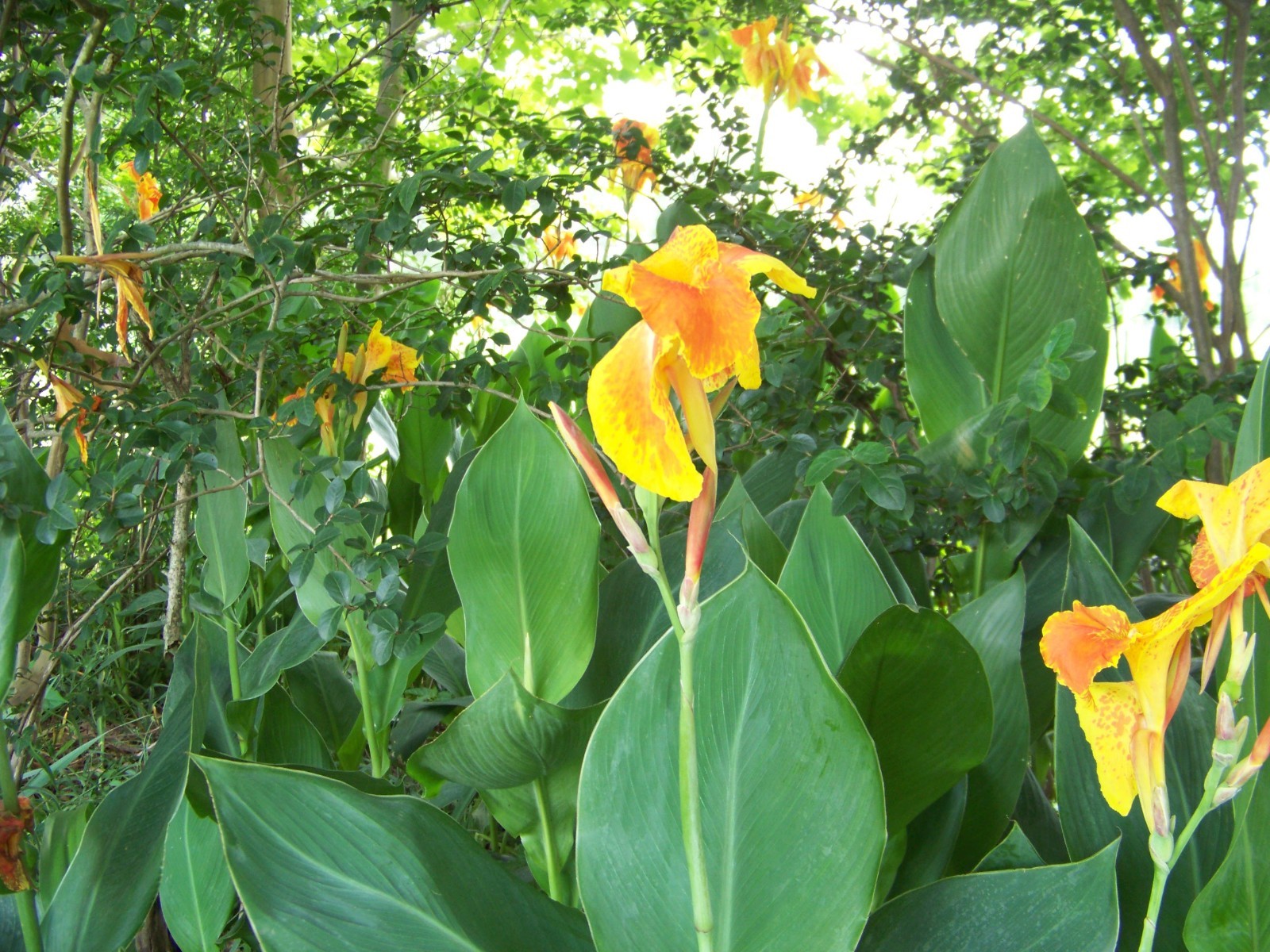 5 Orange / Yellow Canna Lily Bulbs