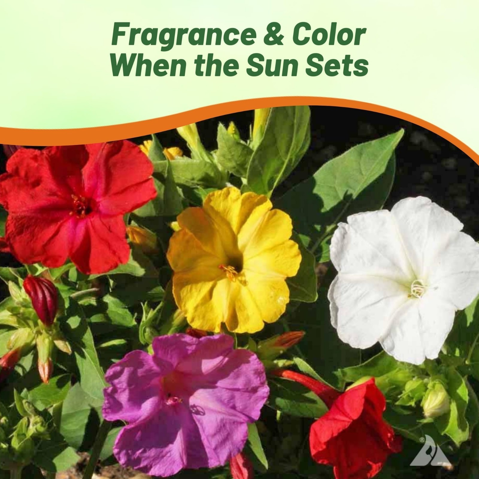 Mixed Four O’clock Flower Seeds – 1 lb Perennial, Fragrant Trumpet Blooms, Easy