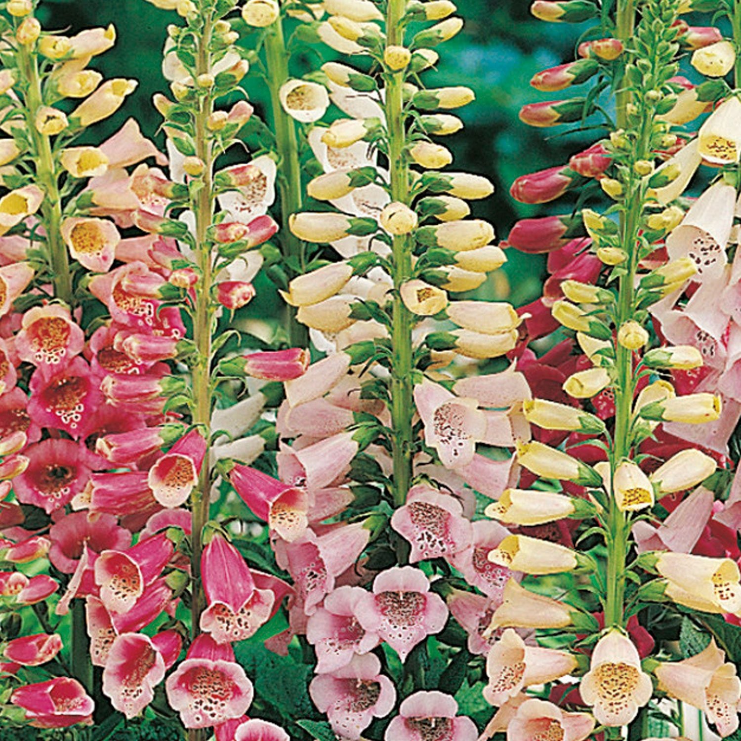 Foxglove Vibrant Mix, Great for Hummingbirds . 1000 Seeds Free Shipping!