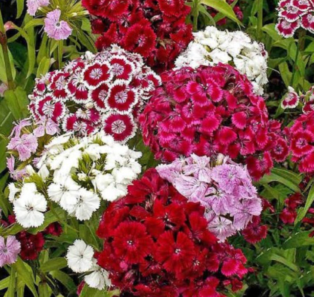 Landscaper’s Pack SWEET WILLIAM DIANTHUS Mix Tall Perennial Non-GMO 1000 Seeds.