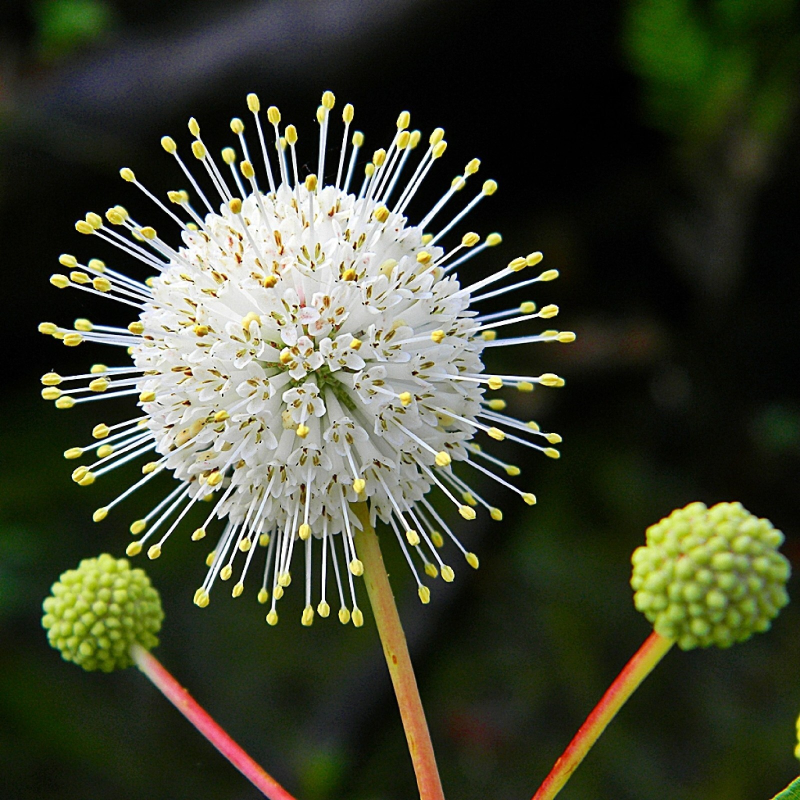 Buttonbush Ornamental Shrub {Cephalanthus occidentalis}15+ seeds Free Shipping!