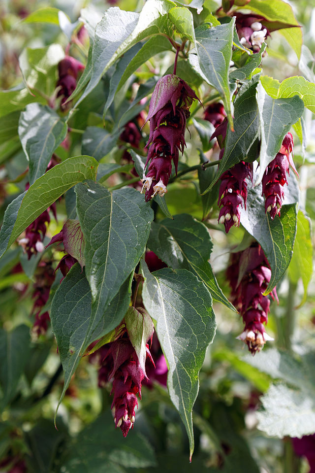 BULK, Himalayan Honeysuckle bush 1000 seeds hardy perennial, mariesgreengarden