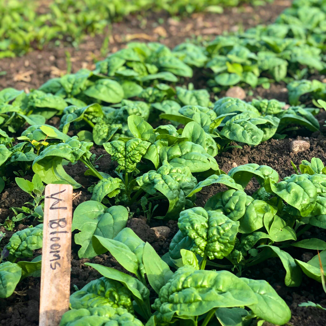 Fresh Premium Bloomsdale Spinach Seeds | Heirloom Non-GMO | Vegetable Seeds