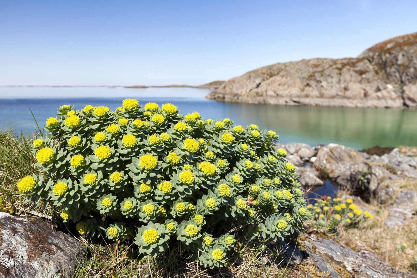 25 ROSEROOT STONECROP Golden Rose Root Sedum Rhodiola Rosea Yellow Flower Seeds