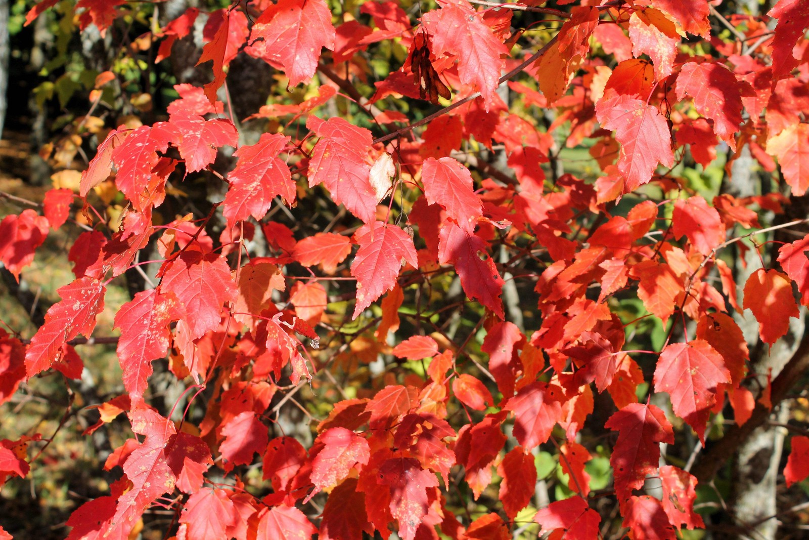20 Tartarian FLAME MAPLE TREE Red Acer Tartaricum Seeds