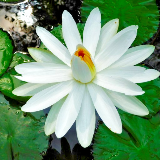 10 HAIRY WATER LILY SEEDS – Nymphaea pubescens