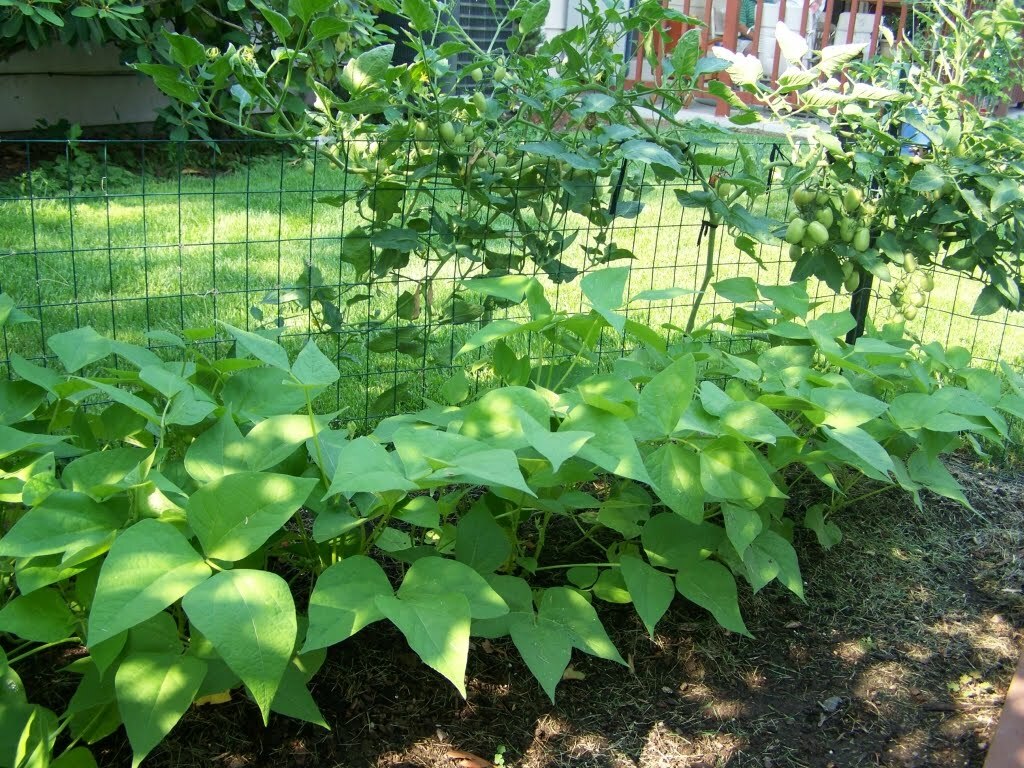 Beans, Jade Bush Beans, 1/2 Pound Non-Gmo, Heirloom, Organic, Amish Seeds.