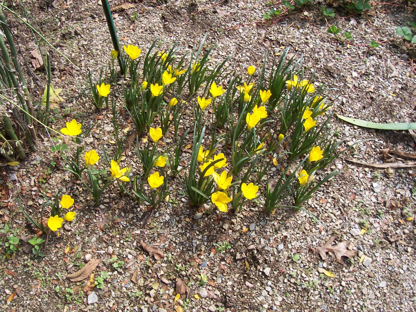 10 LARGE Fall Blooming Crocus Bulbs Autumn Daffodil Sternbergia Lutea Live Plant