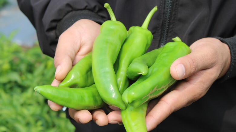 75ct Guizeppi NuMex Hatch Chili Pepper Seeds! Medium Heat! Med Size Hatch @ 3″-4