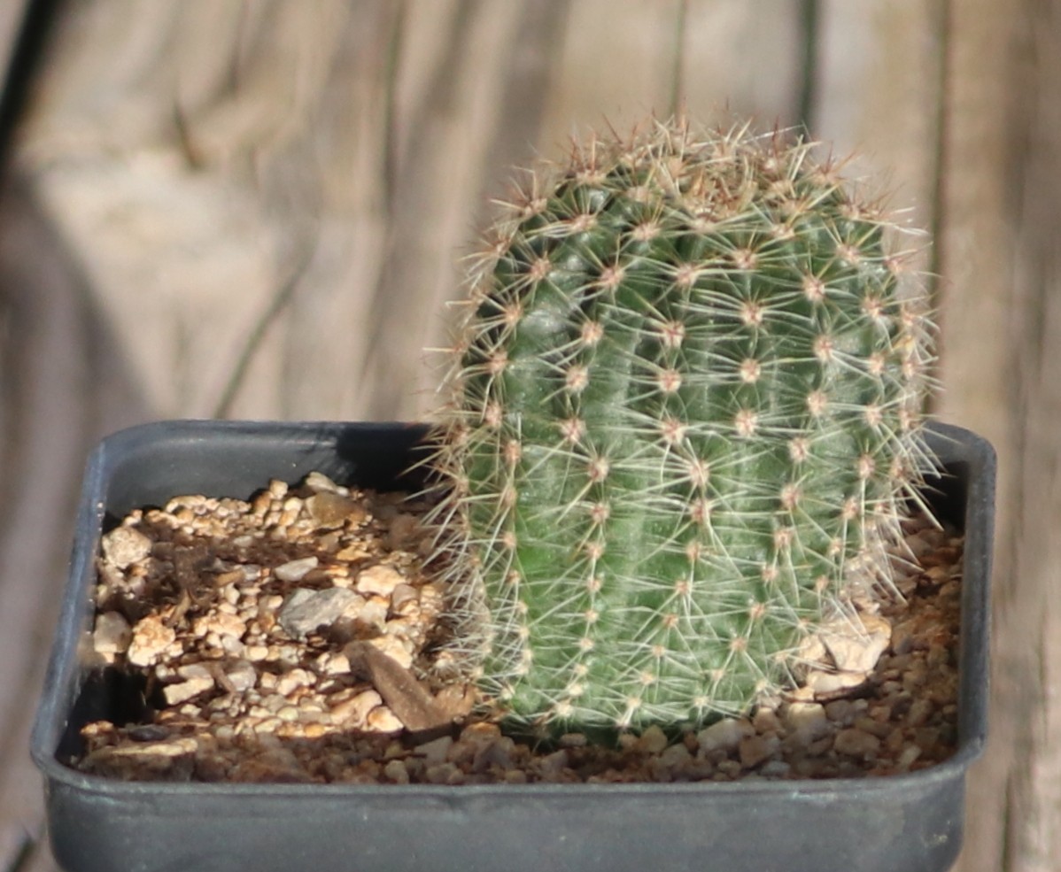 Echinopsis hybrid ‘Coquette’
