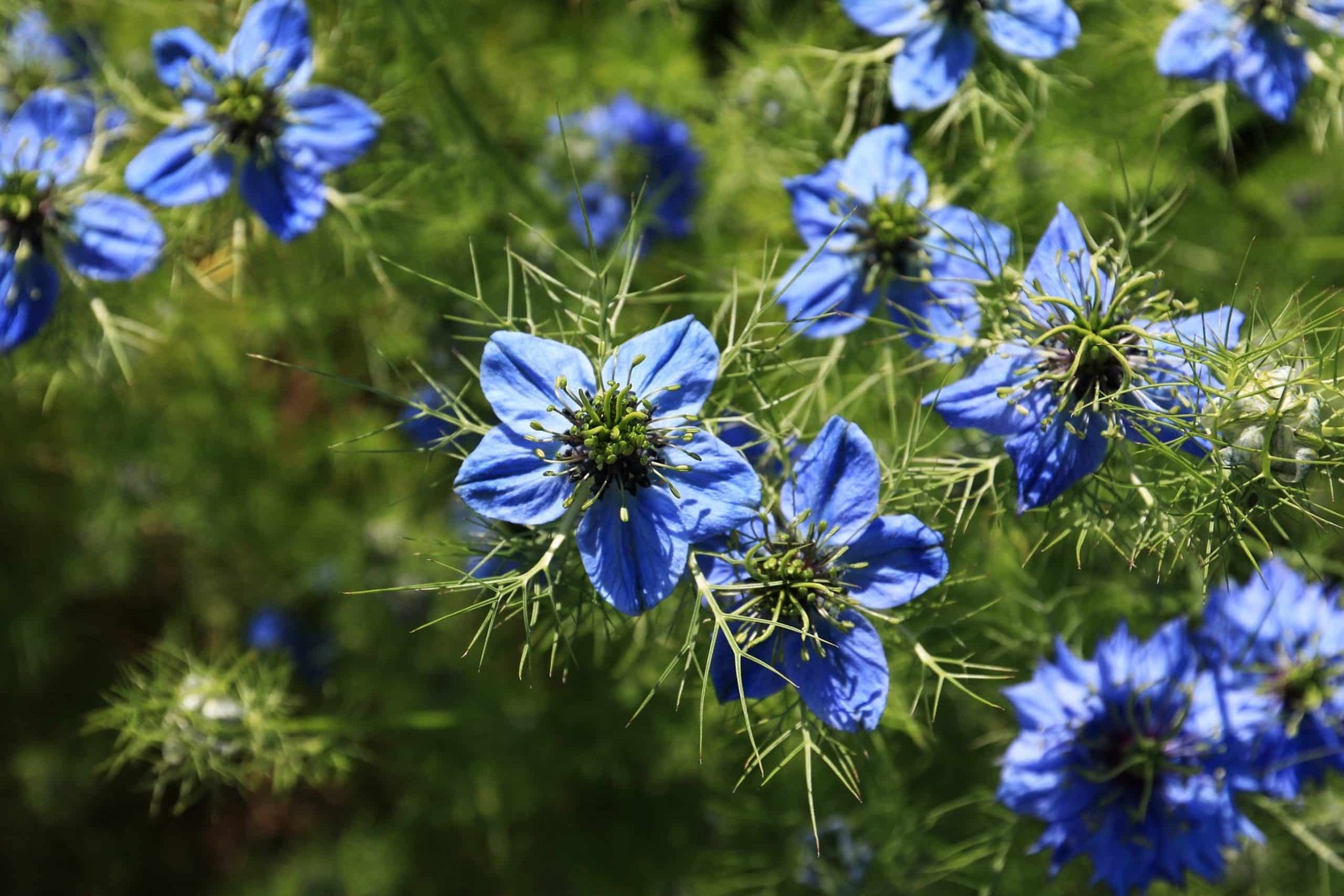 Nigella sativa BLACK SEED – BLACK CUMIN – Herb – Seeds!