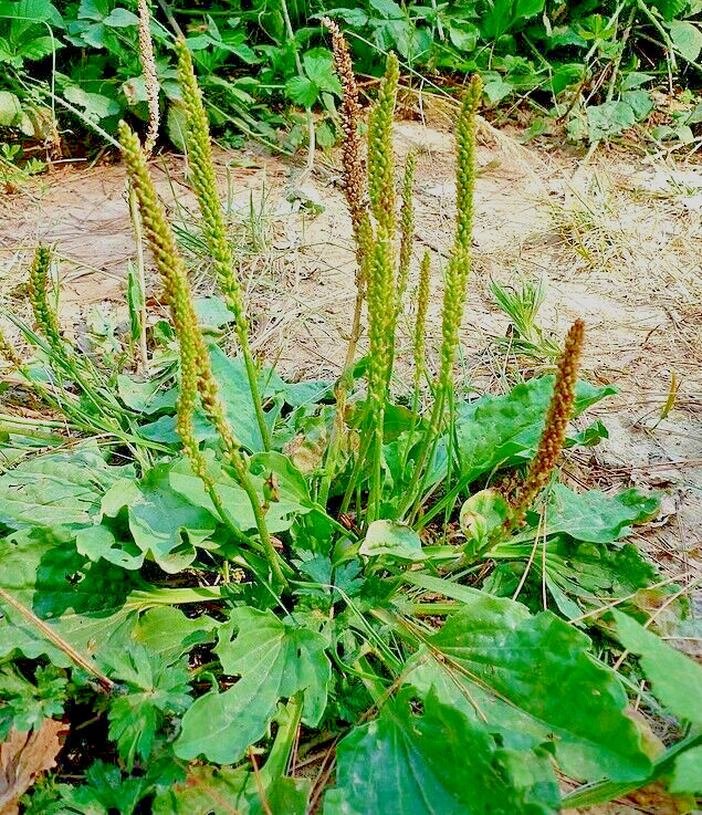WIDE LEAF PLANTAIN 500 SEEDS, PLANTAGO MAJOR