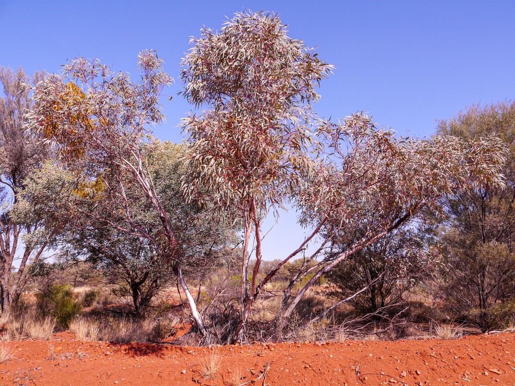 25+ Eucalyptus kingsmillii Seeds – ‘Kingsmill’s Mallee’