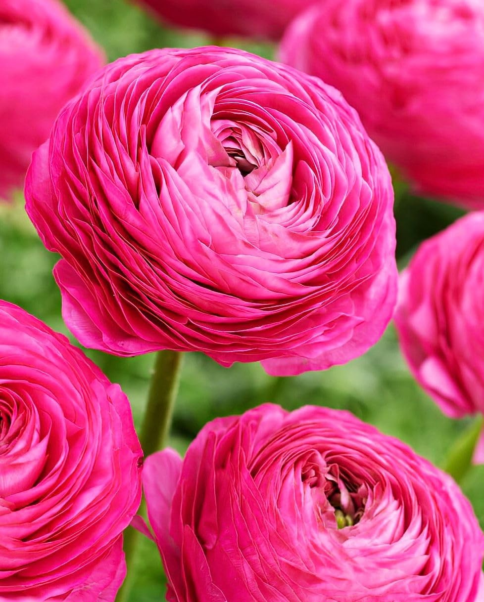 Peony Ranunculus Bulbs Persian Buttercup Flowering Corms for Garden 10 Pack
