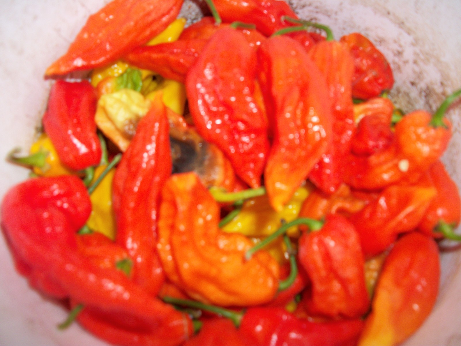 Ghost Bhut Jolokia Organic Seeds – Habanero – Very Large Red – Pkg 5+ – Ltd Qty