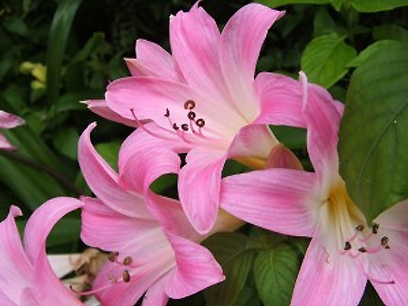Lemon Star Double Flowering Amaryllis Spectacular Flower Bulb, Check our Store